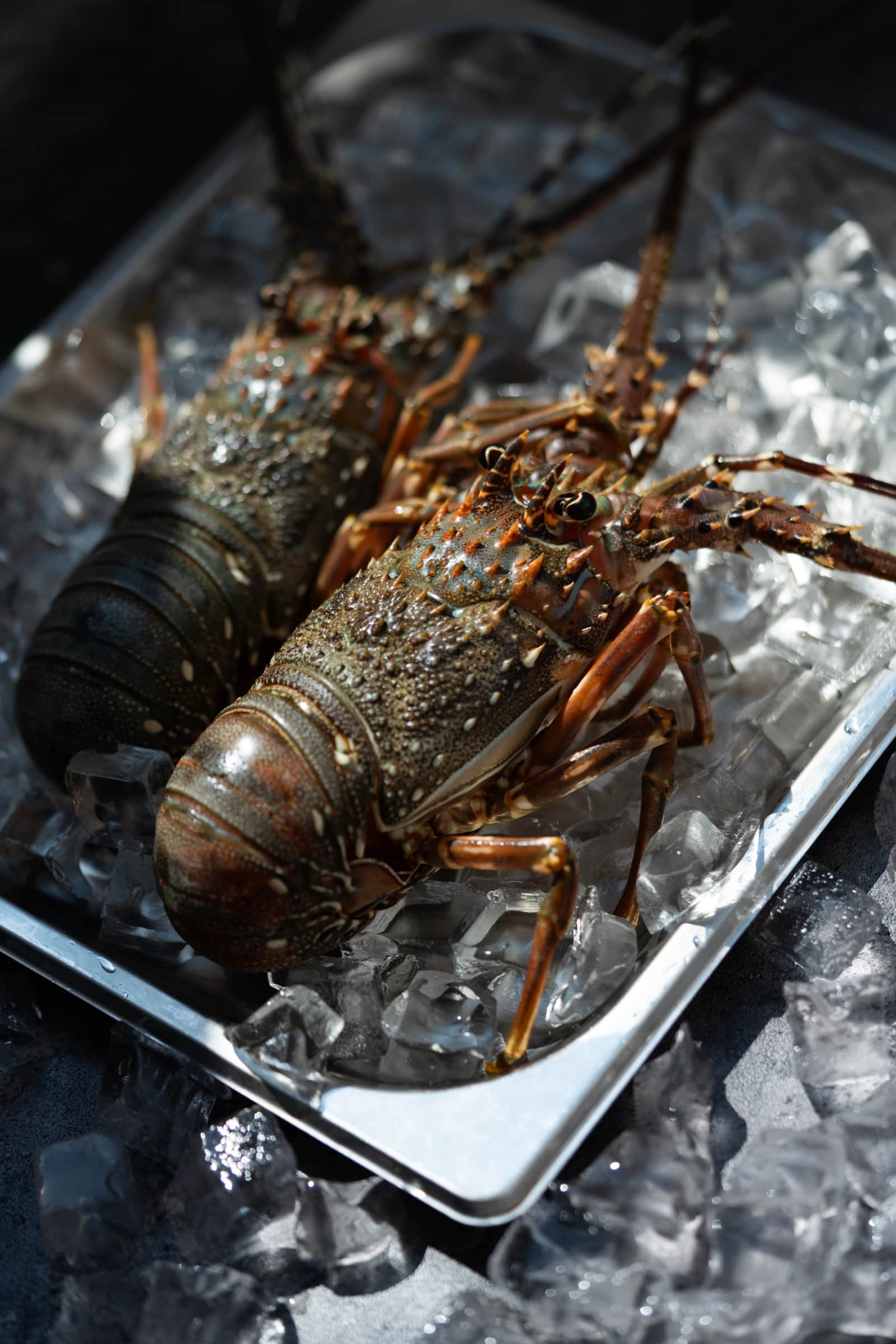 Whole spiny lobster from Hong Kong waters, presented on ice
